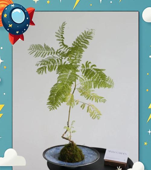 无土栽培插花的关键技术要点是什么？
