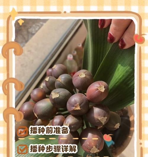 君子兰护心土正确的填充方法是什么？