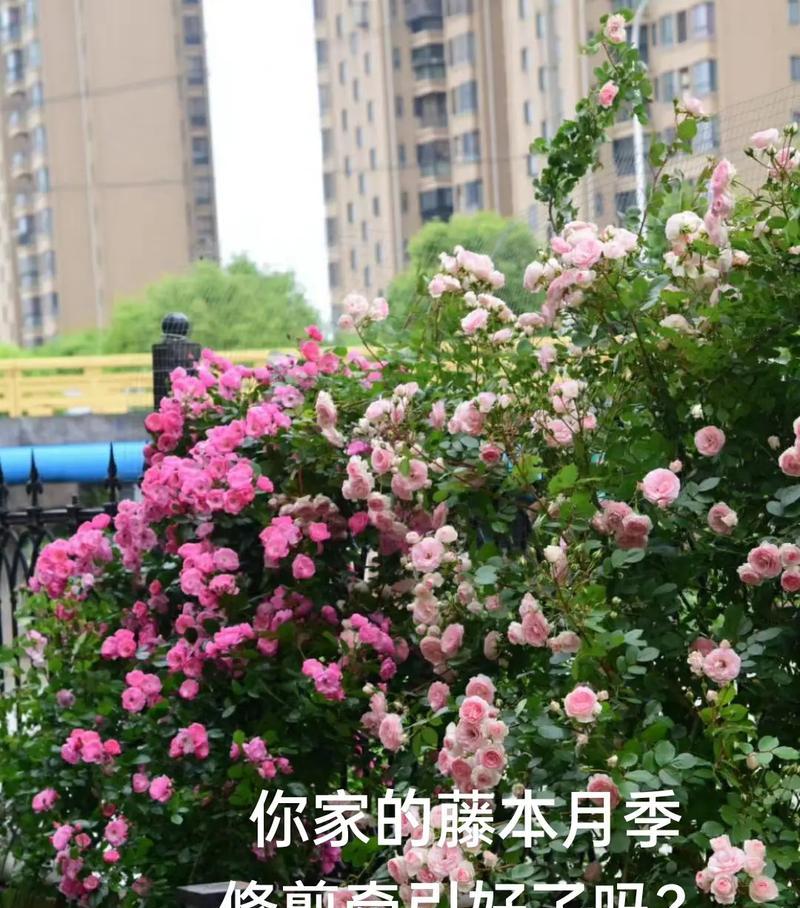 月季钢丝牵引方法是什么？如何正确操作？