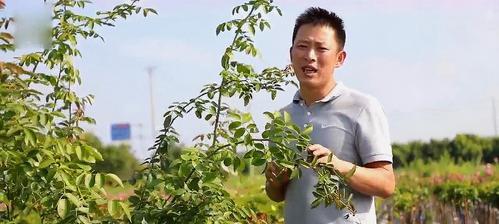 月季钢丝牵引方法是什么？如何正确操作？