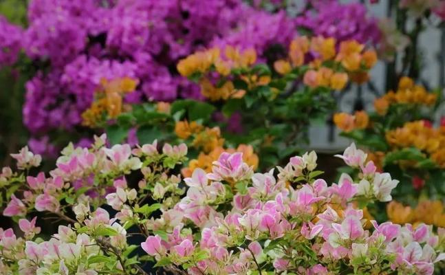 三角梅怎么摘才能种植？三角梅的种植方法是什么？