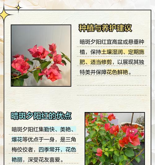 三角梅怎么摘才能种植？三角梅的种植方法是什么？