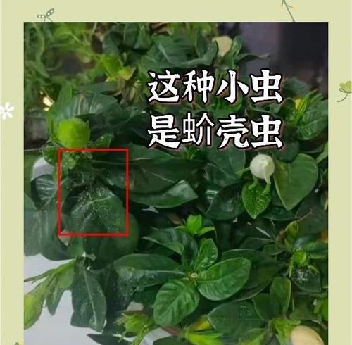 盆景室内生虫的处理方法有哪些？