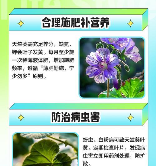 紫黄天竺葵种子的种植方法是什么？