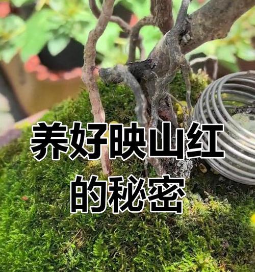 映山红叶子发黄的原因是什么？如何预防和处理？