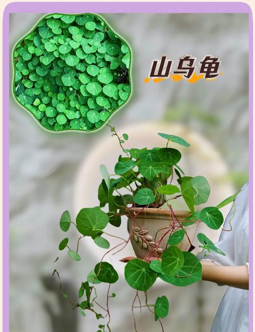 适合乌龟池的水生植物有哪些？