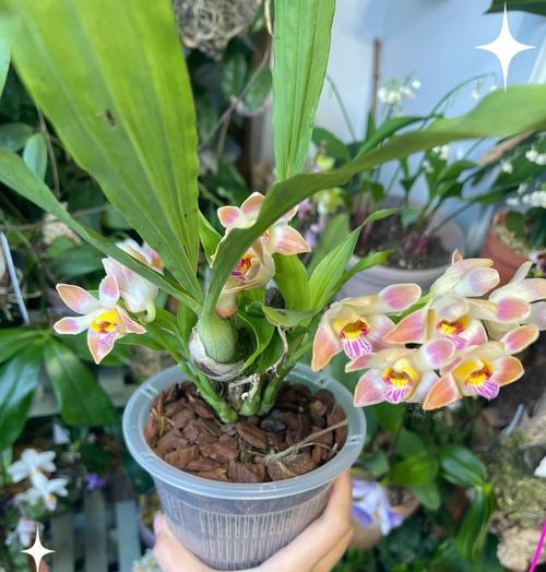 兰科植物生长要求有哪些？如何满足其生长需求？