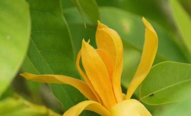 兰科植物生长要求有哪些？如何满足其生长需求？