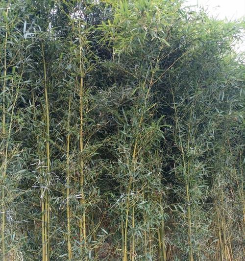 雷竹的种植和栽培技术有哪些？如何进行有效的雷竹种植和栽培？