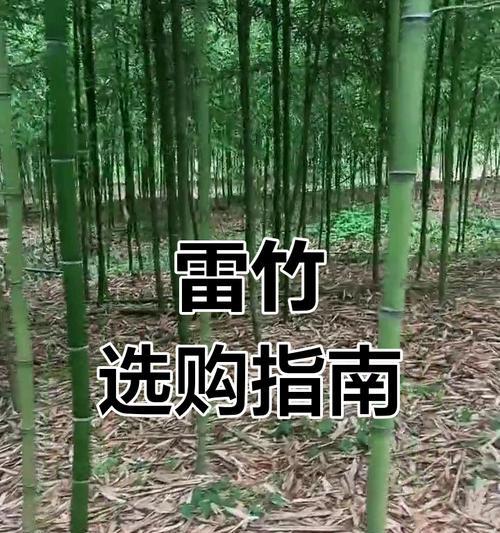 雷竹的种植和栽培技术有哪些？如何进行有效的雷竹种植和栽培？