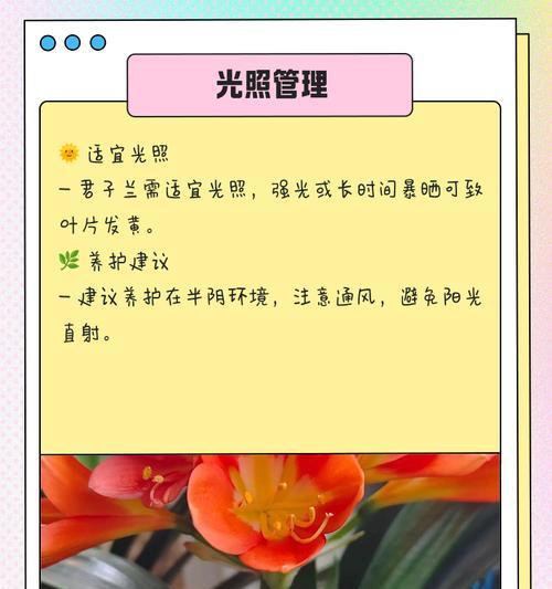 君子兰取叶片后如何养护？需要注意什么？