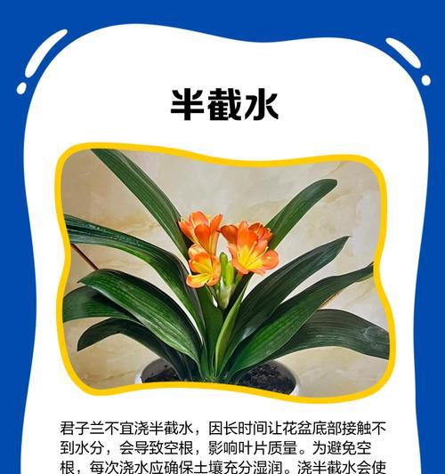 君子兰养护方法有哪些？