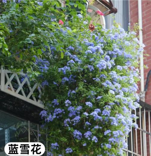 阳台种植花卉选择指南：哪些花既好看又好养？