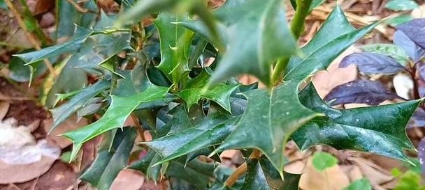 观赏植物中哪些是带刺的树？