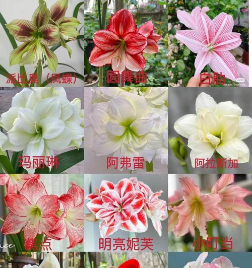 土朱顶红为何价格昂贵的原因是什么？