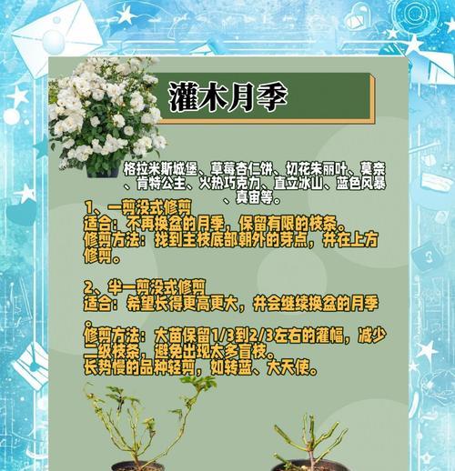 月季发黄枯萎时如何正确修剪？