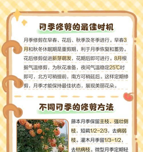 月季发黄枯萎时如何正确修剪？