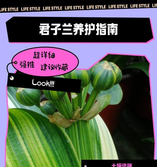 君子兰的土壤选择标准是什么？如何配制？