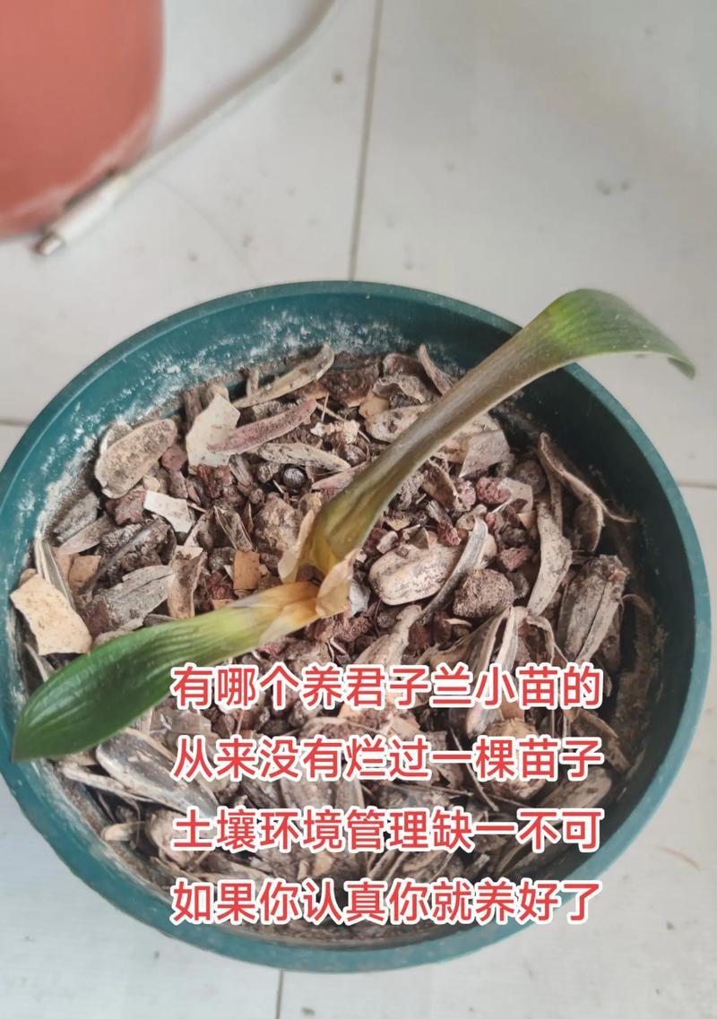 君子兰的土壤选择标准是什么？如何配制？