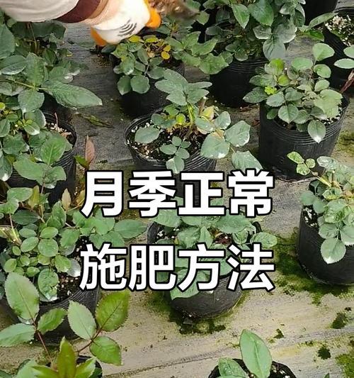 月季壮根施肥的最佳方法是什么？