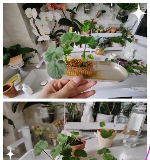 月季壮根施肥的最佳方法是什么？