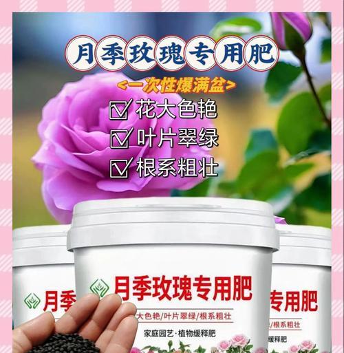 月季壮根施肥的最佳方法是什么？