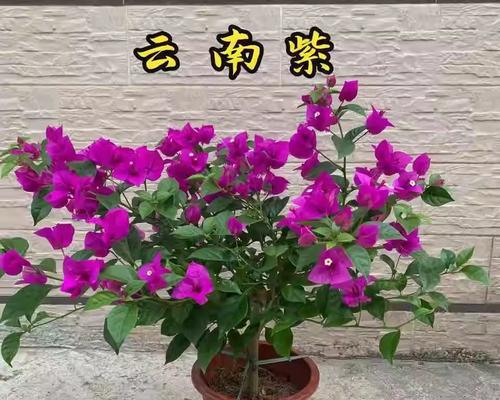 三角梅如何培养成老桩？