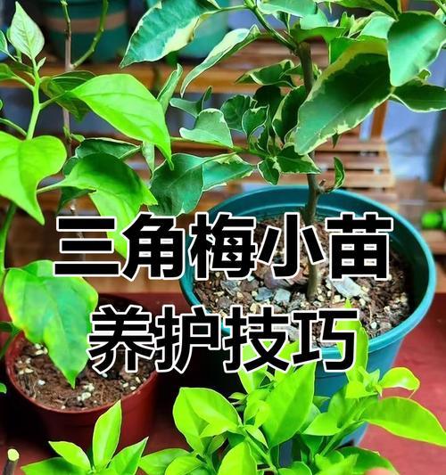 三角梅压枝长侧枝方法？步骤与技巧是什么？