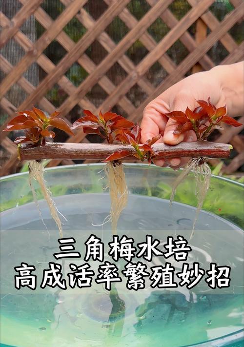 三角梅压枝长侧枝方法？步骤与技巧是什么？