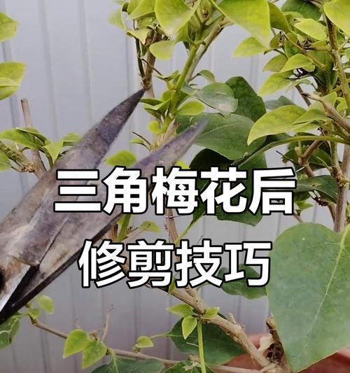 三角梅移盆时如何避免伤根？最佳操作步骤是什么？