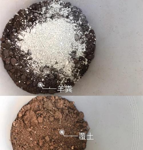 三角梅移盆时如何避免伤根？最佳操作步骤是什么？