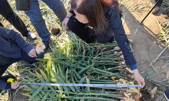 自制豆沫发酵菌液肥料的方法是什么？