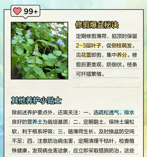 薄荷铁线莲耐晒吗？如何正确养护？