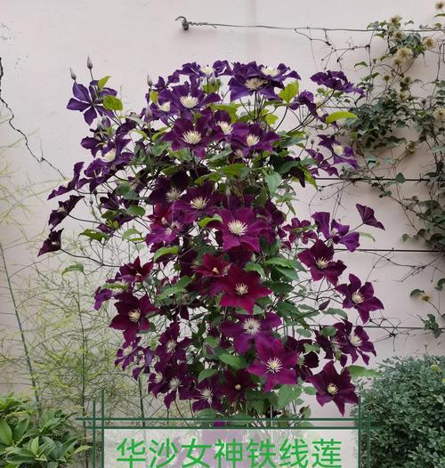 薄荷铁线莲耐晒吗？如何正确养护？