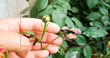 月季蜗牛问题的处理方法是什么？