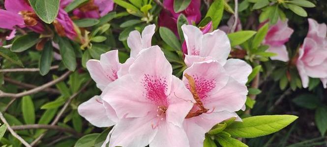 粉色花的寓意是什么？哪些粉色花象征吉祥？
