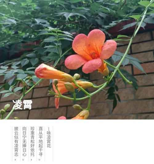 “我不是花”这句话的深层含义是什么？