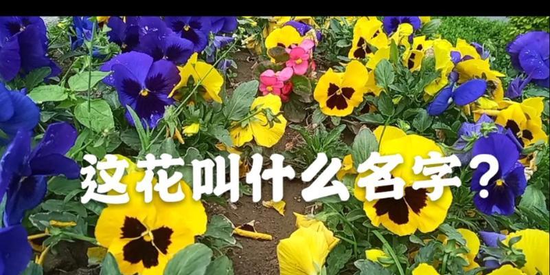 “我不是花”这句话的深层含义是什么？