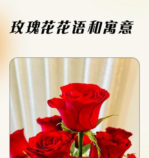 寓意爱情的花有哪些？它们的花语是什么？