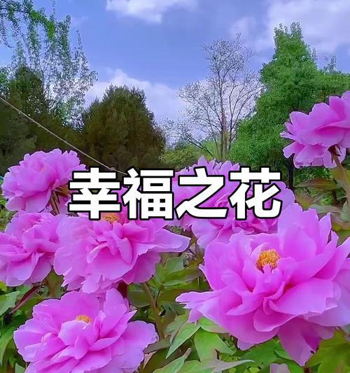 哪些花寓意好运即将到来？