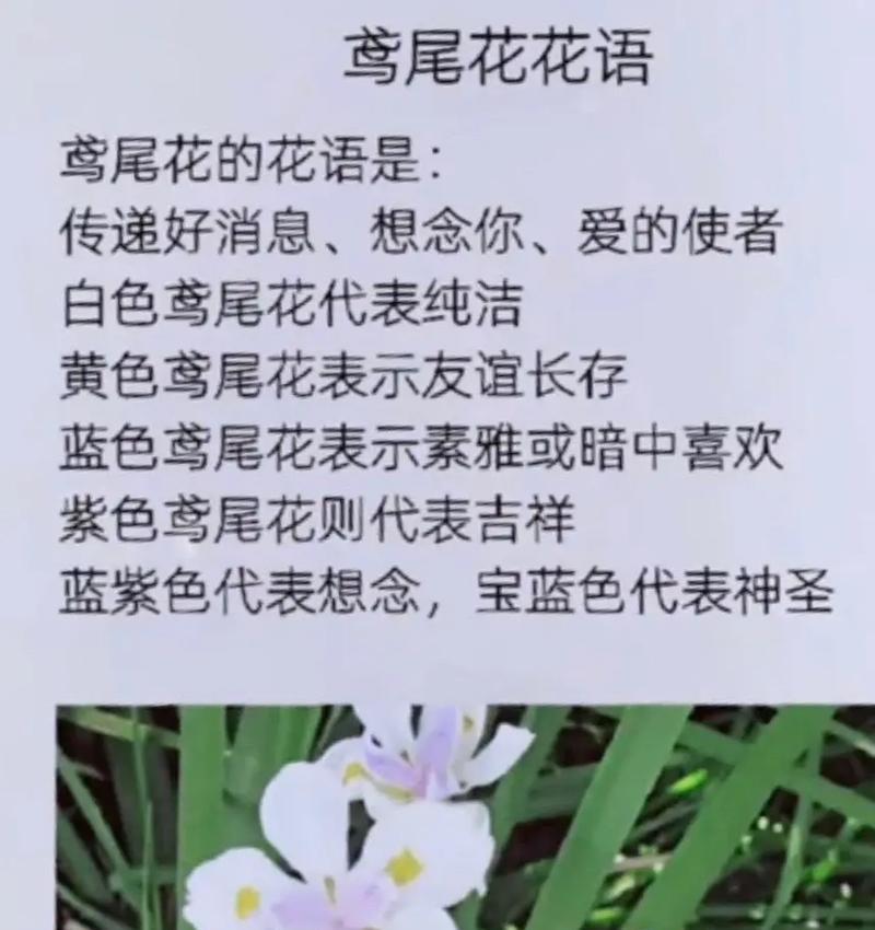 鸢尾的花语有哪些？代表了什么意义？