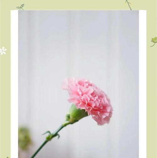 哪种花象征母爱？母爱在花卉中的体现有哪些？