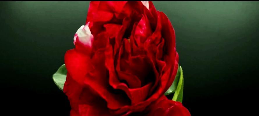 邓丽君歌曲中的花象征着什么？它们的含义是什么？