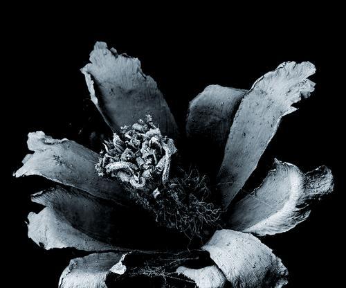 依米花语是什么意思？如何理解依米花的象征意义？