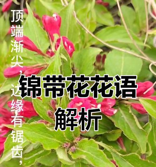 哪种花的花语是奉献？它象征着什么精神？
