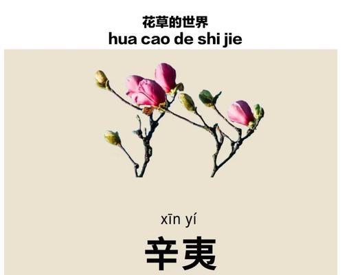 哪种花的花语是奉献？它象征着什么精神？