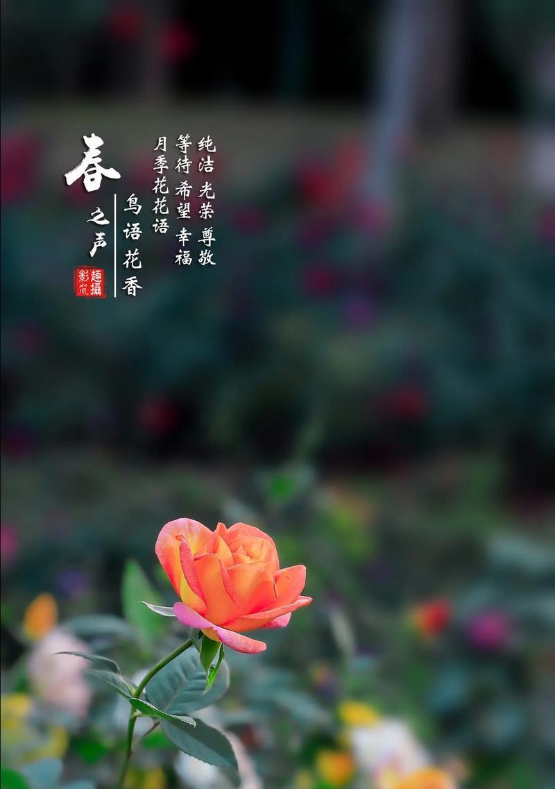 哪种花的花语是奉献？它象征着什么精神？