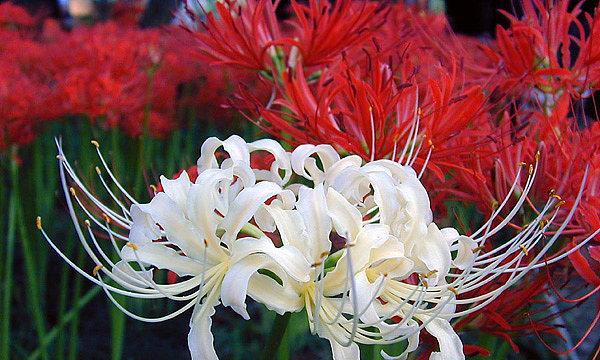 白色点墨花的花语是什么？