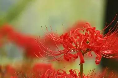 白色点墨花的花语是什么？