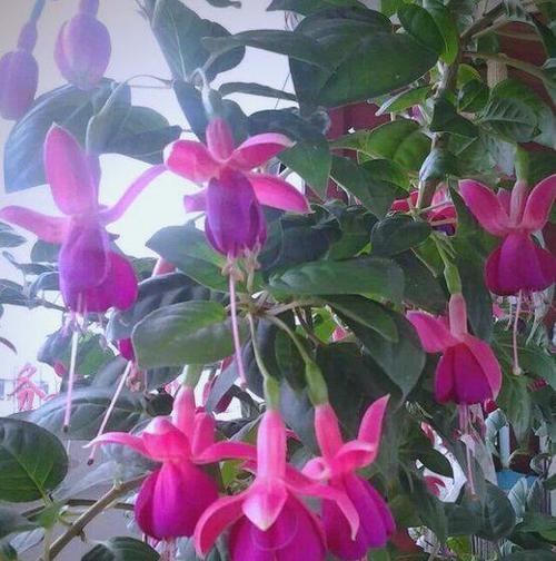 胖人象征的花有哪些？这些花卉如何与体型相关联？